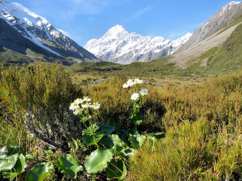 G (221) Mount Cook Buttercup.JPG